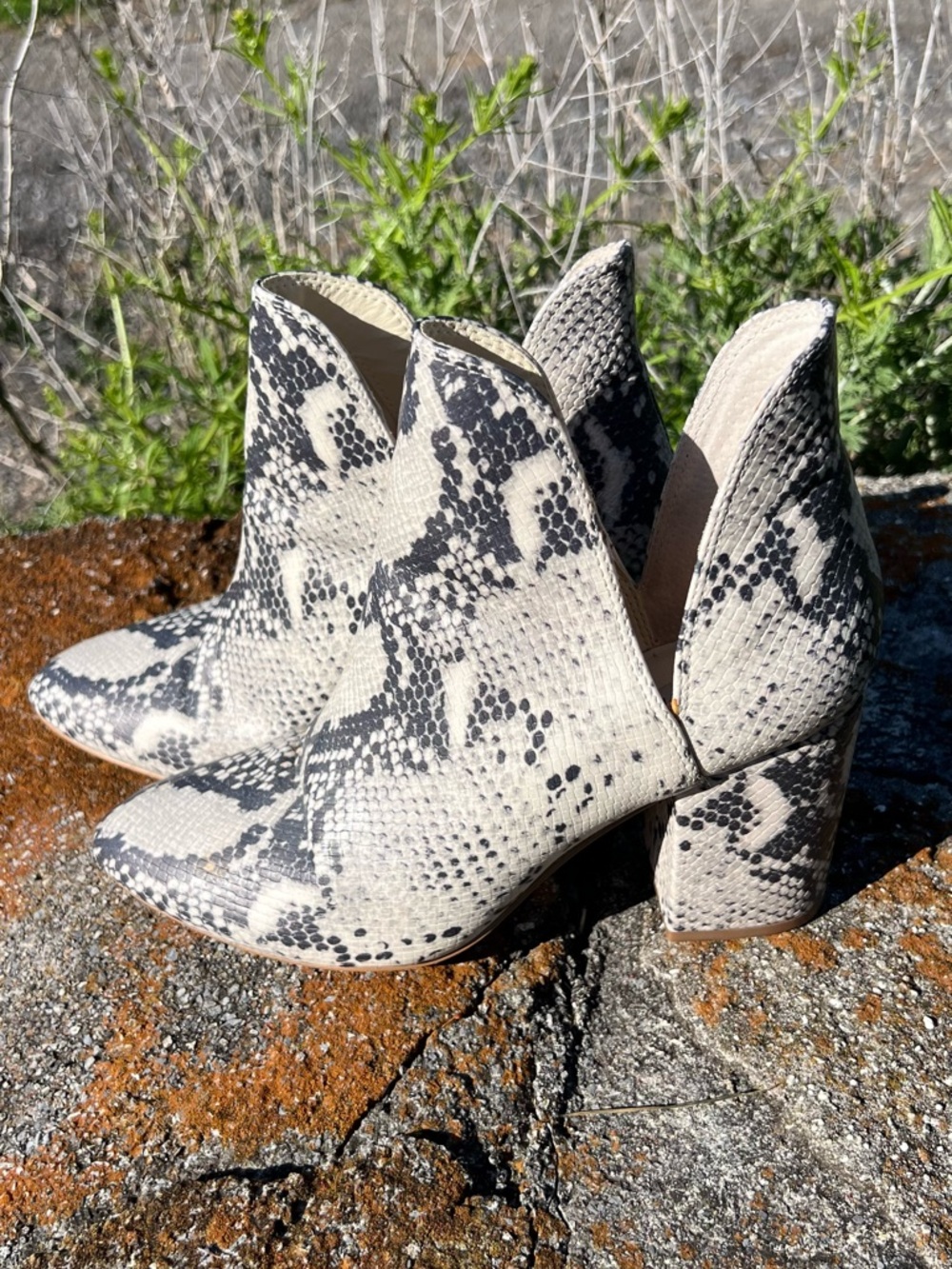 Steve Madden Snake-Print Pointed Toe Ankle Booties - Black & Cream